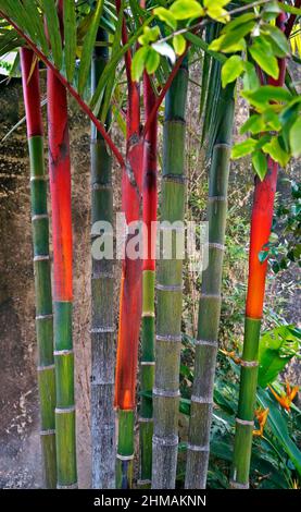 Pennarelli con rossetto (Cyrtostachys renda) Foto Stock