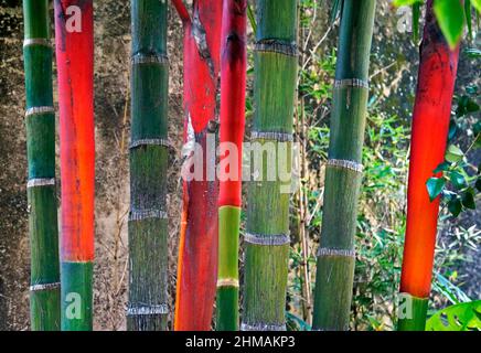 Pennarelli con rossetto (Cyrtostachys renda) Foto Stock