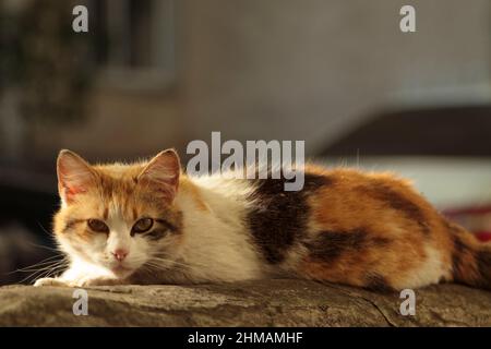 Ritratto di un gatto di strada tricolore. I gatti tricolore portano Buona fortuna. Primo piano. Foto Stock