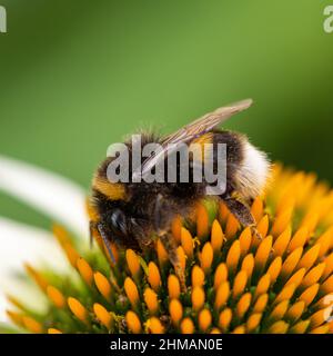 Macro colpo di un bumlebee dalla coda bianca (bombus luorum) impollinando un fiore di echinacea Foto Stock