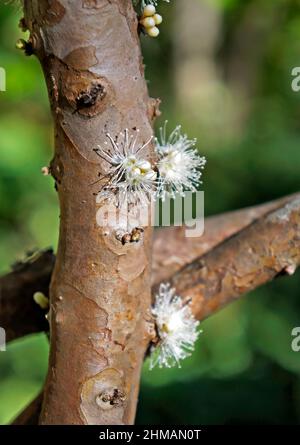 Fiori di grappa brasiliani, (Plinia cavoliflora) Foto Stock