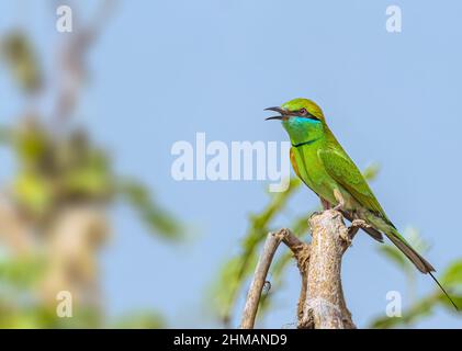 Un mangiatore di api cantanti su un albero Foto Stock