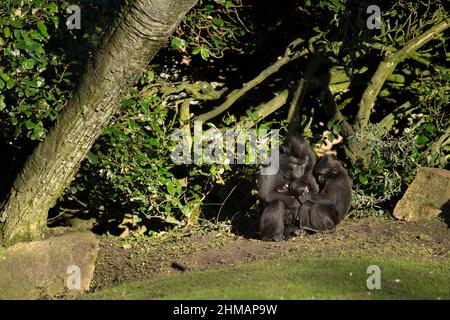 Famiglia di Celebes nero crosted macaque abbracciato insieme con un piccolo bambino Foto Stock