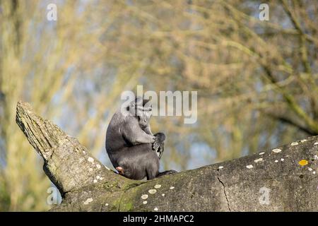 Celebes macaco crested sul ramo dell'albero. Primo piano verticale. Macaco nero crested endemico o la scimmia nera Foto Stock