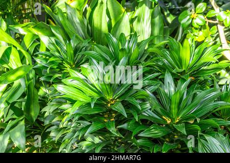 Cespugli spessi piante verdi scure nella serra Foto Stock