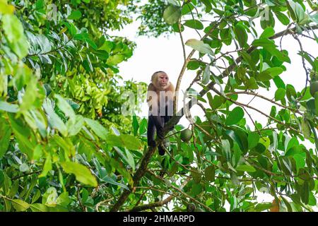 Scimmia cappuccina bianca Panamaniana (imitatore Cebus) al belvedere, parco nazionale di Tortuguero, Costa Rica. Foto Stock