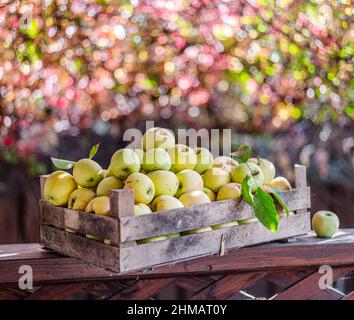Mele mature nelle scatole di legno. Coloratissimo sfumato autunno fogliame sullo sfondo. Foto Stock
