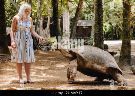 Divertimento per tutta la famiglia a Mauritius. Una ragazza nutre una tartaruga gigante allo zoo di Mauritius. Foto Stock