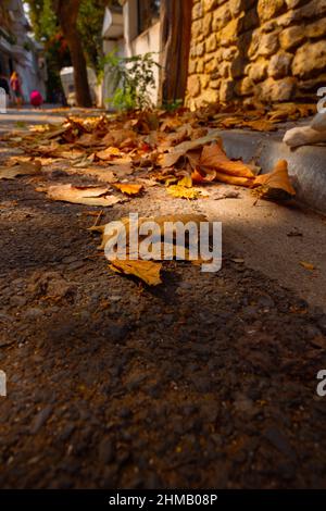 Sfondo autunno. Vista ravvicinata delle foglie cadute sulla strada. Foto di sfondo autunno. Foto Stock