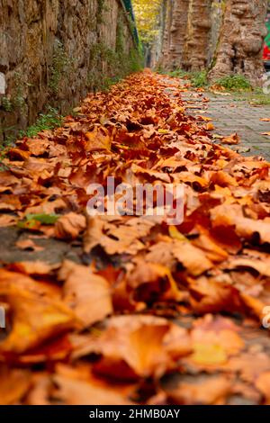 Sfondo autunno. Foglie cadute sul marciapiede in autunno. Foglie marroni sulla strada. Foto Stock