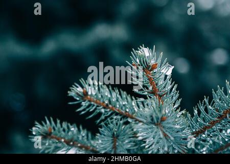 Primo piano di rami di abete in gocce d'acqua ricoperte di neve sciogliente. Primavera vera, sfondo invernale Foto Stock