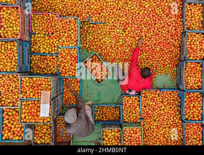 Gli agricoltori stanno ordinando e confezionando pomodori rossi freschi crudi per la vendita. Foto Stock