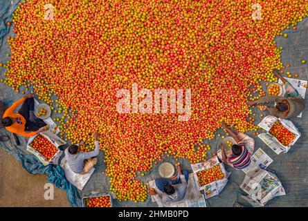 Gli agricoltori stanno ordinando e confezionando pomodori rossi freschi crudi per la vendita. Foto Stock