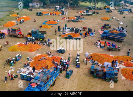 Gli agricoltori stanno ordinando e confezionando pomodori rossi freschi crudi per la vendita. Foto Stock
