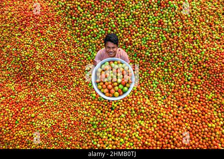 Gli agricoltori stanno ordinando e confezionando pomodori rossi freschi crudi per la vendita. Foto Stock