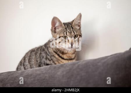 Un simpatico gattino di sei mesi che gioca sulla parte superiore di un divano Foto Stock