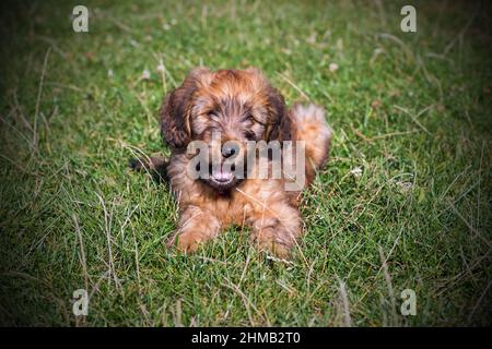 Carino cucciolo di 3 mesi di cane da sposa che giace su prato erba. Foto Stock