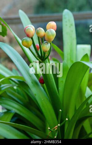 Clivia è un genere di piante da fiore monocotte originarie dell'Africa australe. Provengono dalla famiglia Amaryllidaceae, Foto Stock