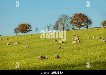 pecora in campo di raccolto Foto Stock