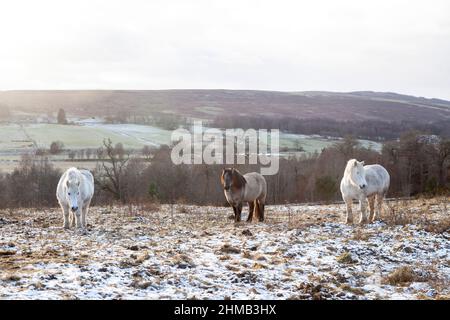 tre cavalli in piedi in campo nevoso in inverno Foto Stock