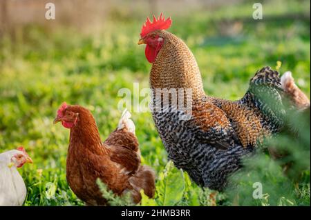Rooster surrounded by happy hens in the meadow  Foto Stock