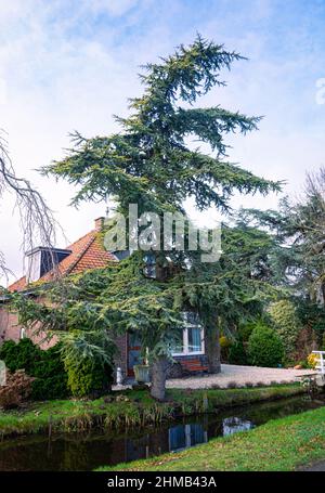 Cedro dell'Atlante d'Oro (Cedrus atlantica 'aurea') lungo l'acqua in un giardino. Fogliame decorativo blu-verde smerigliato con oro sulla superficie superiore. Foto Stock