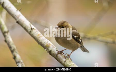 Il chaffinch comune su un ramo del Monte Ulia. Foto Stock