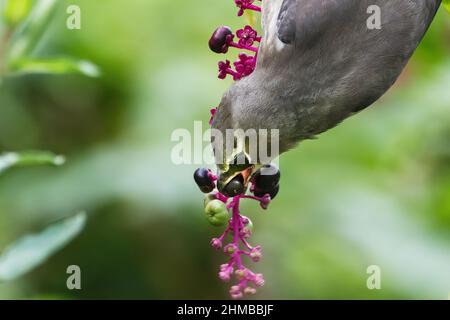 Cedro giovanile waxwing nutrimento su bacche di alghe americane Foto Stock