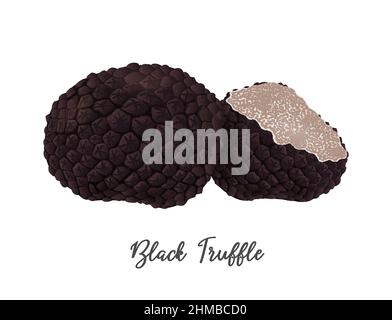 Funghi tartufi neri su sfondo bianco, ingredienti alimentari naturali, immagini vettoriali realistiche da vicino Illustrazione Vettoriale