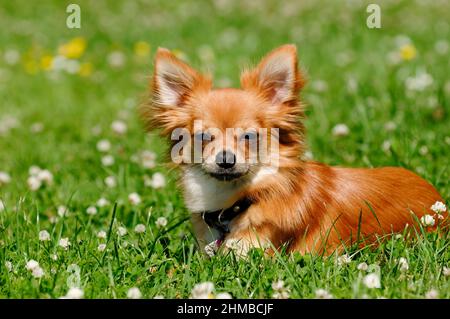 Chihuahua cucciolo cane poggiato su erba verde Foto Stock