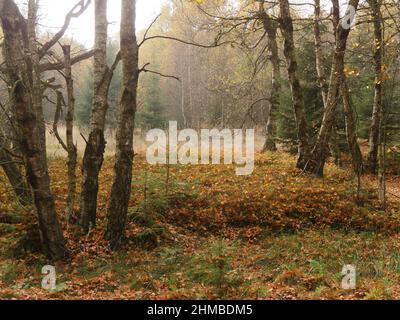 Foresta autunnale, Moro Rosso in autunno, Rhoen Hessian, Germania Foto Stock