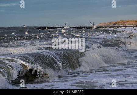 Agger, Danimarca. 02nd Feb 2022. Surf tempestoso del Mare del Nord al Thy National Park sulla costa occidentale della Danimarca. Credit: Patrick Pleul/dpa-Zentralbild/ZB/dpa/Alamy Live News Foto Stock