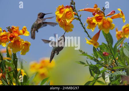 Il colibrì di Anna che si aggirava sui fiori di cespuglio di tromba arancione in un giardino. Foto Stock