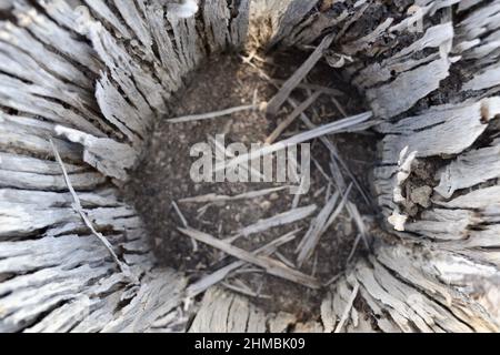 Guardando in un tronco di albero morto con intemperie bastone scheggiato Foto Stock