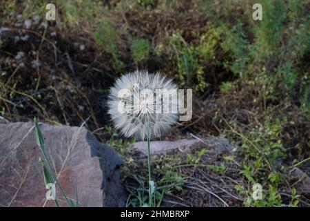 Salsify, con teste bianche del seme puffy simili al dente di leone. Su sfondo naturale di roccia e vegetazione. Foto Stock