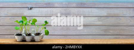 Giovani pianta che crescono in scatola di uova riutilizzate in legno sfondo rustico, riciclare e riutilizzare per risparmiare denaro e crescere il vostro cibo Foto Stock