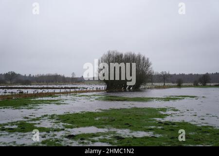 08 febbraio 2022, Schleswig-Holstein, Groß Offenseth-Aspern: Gli alberi sono circondati da prati allagati. La pioggia continua ha trasformato numerosi campi e prati in piccoli paesaggi lacustri. Foto: Marcus Brandt/dpa Foto Stock