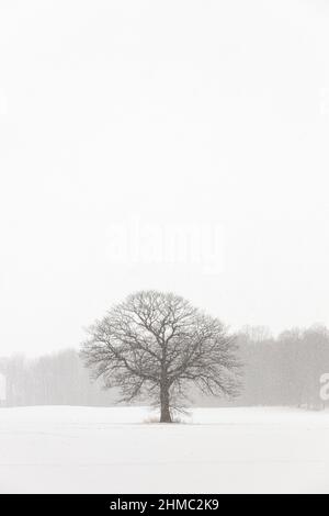 Lone Tree in un campo di fattoria in una tempesta di neve d'inverno Foto Stock