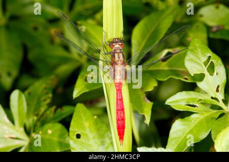 Fiery Skimmer Dragonfly, Orthetrum villosovittatum. Maschio. Coffs Harbour, New South Wales, Australia Foto Stock