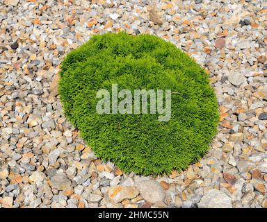 Thuja occidentalis Teddy, arborvitae orientale - conifere sempreverdi sferiche nane in giardino conifero di pietra. Bella pianta ornamentale conifere per Foto Stock