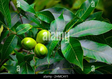 Shagbark Hickory noci quasi mature che crescono naturalmente in Pennsylvania Pocono Mountains. Foto Stock