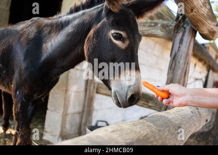 Mano di una persona che alimenta un asino che è all'interno di una stalla all'aperto in una giornata di sole Foto Stock