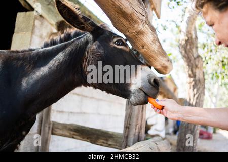 Donna anziana che allatta un asino che si trova all'interno di una stalla all'aperto in una giornata di sole Foto Stock