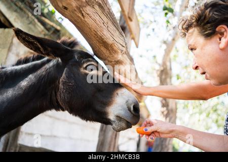 Donna che accarezzano e nutrono un asino attraverso una recinzione di una stalla all'aperto in estate Foto Stock