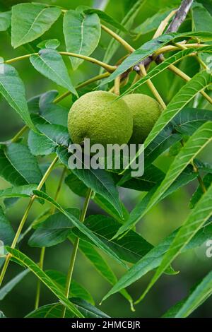 Noci nere le noci maturano presto crescono naturalmente nelle montagne di Pocono della Pennsylvania. Foto Stock