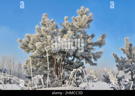 Piccolo pino con soffice hoarfrost coperto, vicino alla foresta innevata in luminoso giorno di sole frosty - sfondo bellissimo inverno. Fiaba dell'inverno, Foto Stock