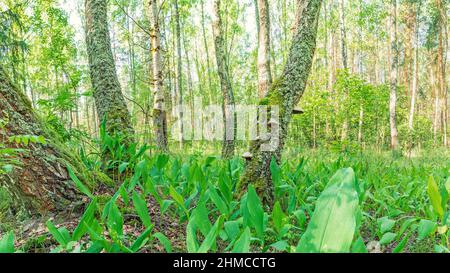 Alberi di betulla ricoperti di lichen, muschi e funghi legnosi polipo di betulla tra aglio selvatico o Allium ursinum in una foresta di betulla Foto Stock