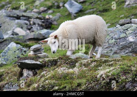 Dalsnibba è una montagna norvegese di massa, situata alla fine della valle di Geiranger, 7km (4 miglia) a sud del villaggio di Geiranger. Foto Stock