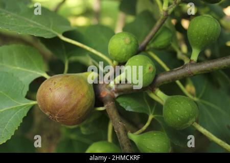 Fichi freschi che crescono su albero maturo Fig con fichi verdi Foto Stock