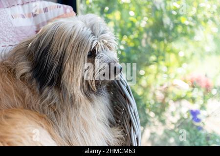 Cane da pastore dei Pirenei, sdraiato su un sedile dietro una finestra e guardando all'esterno Foto Stock